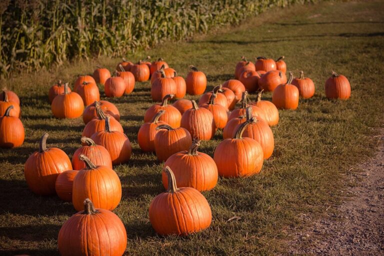 Beardsley Farm Sets Harvest Fest for Oct. 24 in Knoxville